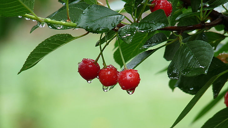 red cherries, drops, cherry, branch, fruit, after the rain, red, Fox, HD wallpaper