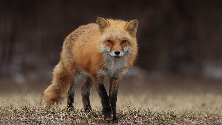 fox, animals, HD wallpaper