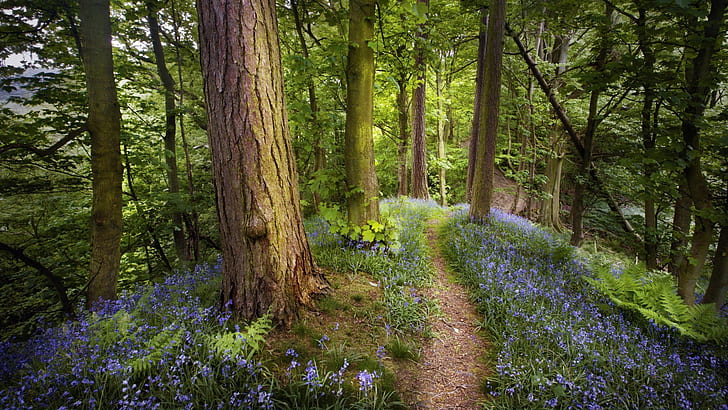 Weg-Hinterbäume Wald HD, purpurrotes Lavendelfeld, Natur, Bäume, Wald, Weg, Spur, HD-Hintergrundbild