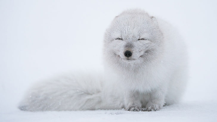 бяло животно, арктическа лисица, животни, HD тапет