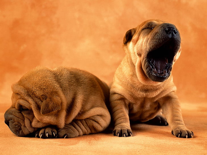 Two puppies one sleeping and one yawning, two chinese shar-pei puppies, sleeping, yawning, puppies, animals, HD wallpaper