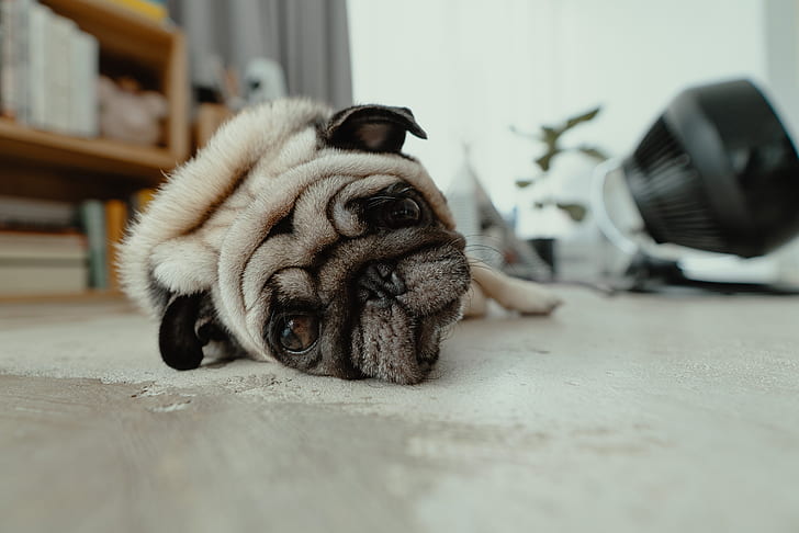 face, house, stay, pug, lies, apartment, resting, muzzle, recreation, HD wallpaper