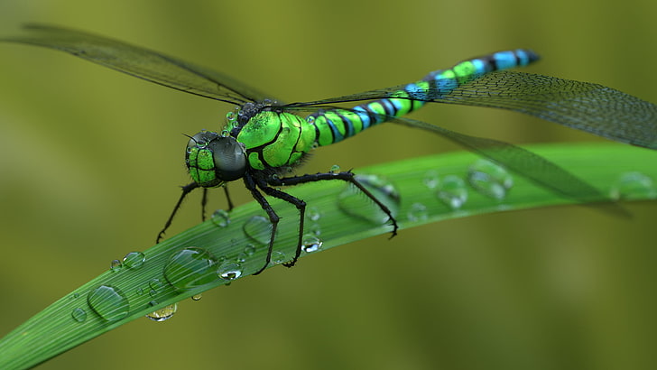 animals, dragonflies, macro, water drops, HD wallpaper