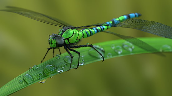 สัตว์แมลงปอมาโครหยดน้ำ, วอลล์เปเปอร์ HD HD wallpaper