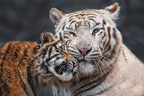  tiger, portrait, baby, pair, weasel, tigers, mom, muzzle, HD wallpaper HD wallpaper