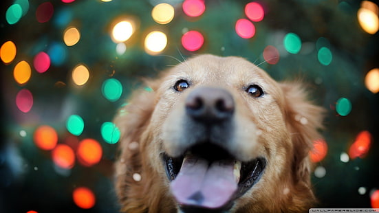 adult dark golden retriever, dog, animals, bokeh, Labrador Retriever, lights, colorful, HD wallpaper HD wallpaper