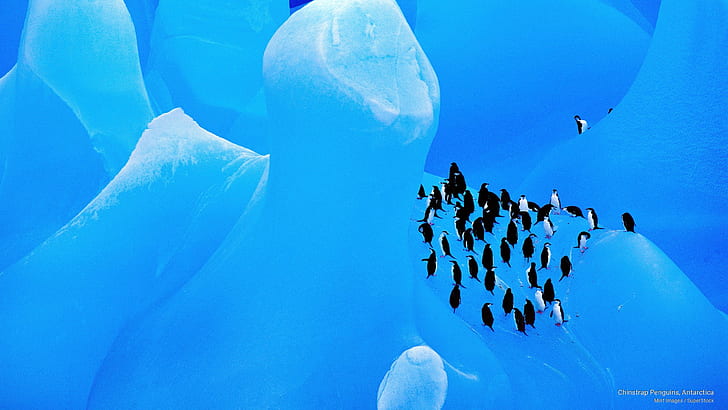 Chinstrap Penguins, Antarctica, Antarctica, HD wallpaper