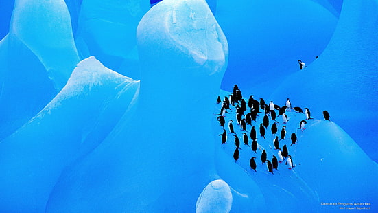 Chinstrap Пингвины, Антарктида, Антарктида, HD обои HD wallpaper
