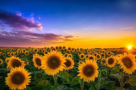 Céu, Verão, Nascer do sol, Campo, Natureza, Flores, Girassol, Flores amarelas, HD papel de parede HD wallpaper