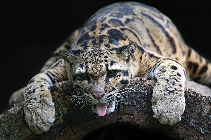 language, face, relax, paws, wild cat, chill, Clouded leopard, HD wallpaper