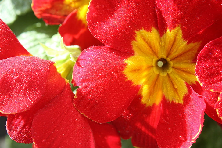Blumen, rote Blumen, Makro, HD-Hintergrundbild
