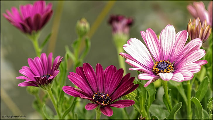selektiv fotografering av rosa kronbladiga blommor, natur, växt, blomma, sommar, kronblad, rosa Färg, blommahuvud, skönhet i naturen, HD tapet