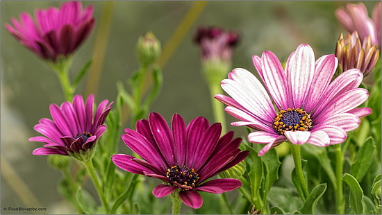 селективна фотография на розови листни цветя, природа, растение, цвете, лято, венчелистче, розово Цвят, глава на цвете, красота в природата, HD тапет HD wallpaper