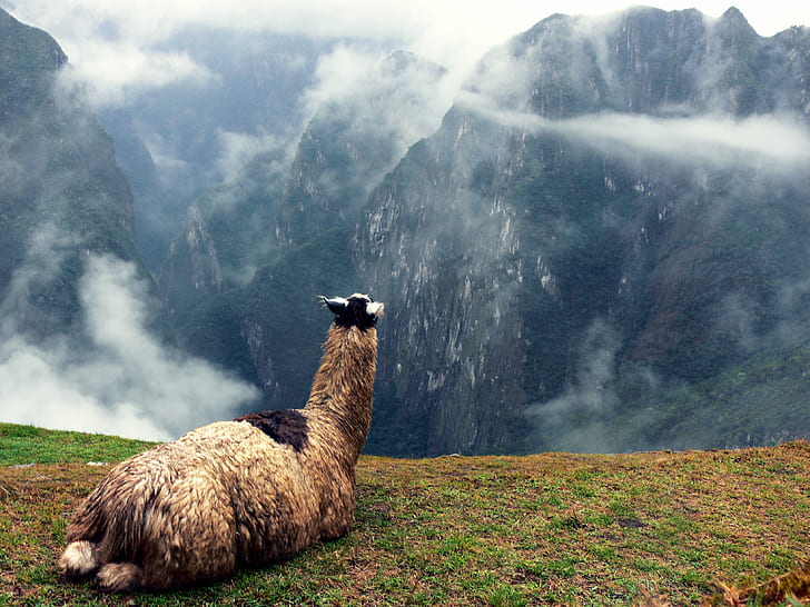 brown animal on hill top with clouds, view, brown, animal, hill top, clouds, Llama, Peru, South America, Machu, fog, mist, Andes, SOE, Images, Pot-of-Gold, Express yourself, Award, mountain, machu Picchu, inca, nature, cusco City, alpaca, outdoors, landscape, HD wallpaper