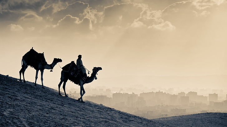 Camello, desierto, puesta de sol, Fondo de pantalla HD