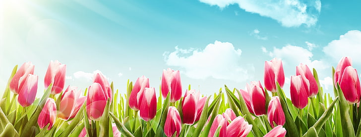 immagine hd del tulipano 4k per lo sfondo, Sfondo HD