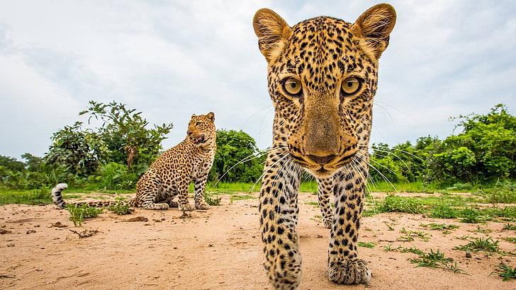 léopard, faune, curieux, Zambie, mammifère, Parc national de South Luangwa, curieux, parc national, gros chats, Fond d'écran HD