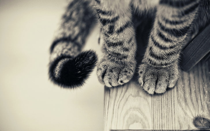 silver tabby cat, cat, paws, monochrome, animals, wooden surface, HD wallpaper