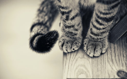 серебристый полосатый кот, кот, лапы, монохромный, животные, деревянная поверхность, HD обои HD wallpaper