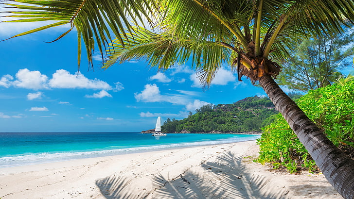 vacation, palm, white sand, tourism, coast, ocean, jamaica, tree, blue sea, tropics, shore, beach, sandy beach, palm tree, sea, sky, caribbean, HD wallpaper