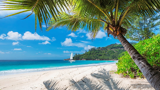 wakacje, palma, biały piasek, turystyka, Wybrzeże, ocean, Jamajka, drzewo, błękitne morze, kraje tropikalne, Brzeg, plaża, piaszczysta plaża, palma, morze, niebo, Karaiby, Tapety HD HD wallpaper