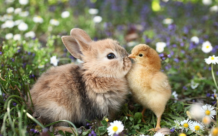 Kiss, spring, funny, chick, rabbit, iepuras, pui, easter, animal, cute, bird, pasari, bunny, HD wallpaper