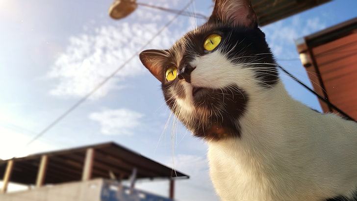 chat, Equateur, animaux, yeux jaunes, Fond d'écran HD
