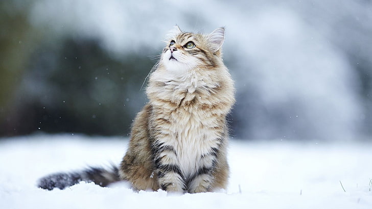 szary kot, kot, zwierzęta, śnieg, patrząc w górę, Tapety HD