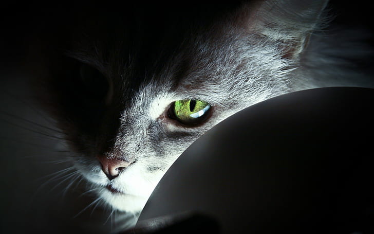 عيون ، عيون خضراء ، قطة ، حيوانات، خلفية HD