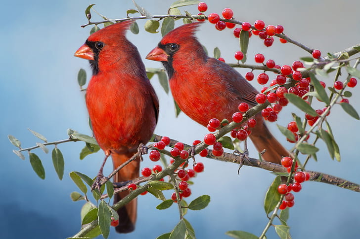 birds, branches, berries, a couple, the cardinals, Red cardinal, HD wallpaper