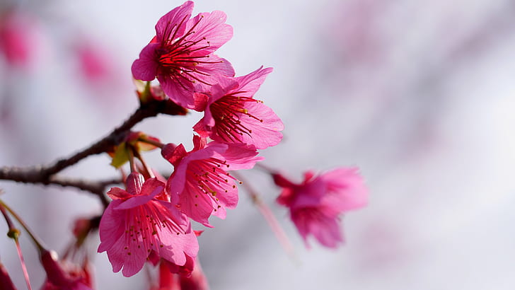 селективен фокус на розови листни цветя, природа, розов цвят, клон, растение, дърво, венчелистче, цвете, пролет, близък план, Япония, цвят, цветна глава, сезон, HD тапет