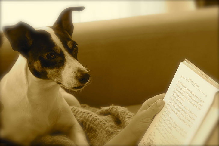 cachorro, libros, Fondo de pantalla HD
