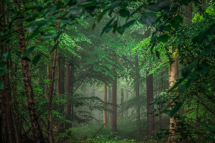 Bosque fondos de pantalla, bosque, árboles, Alemania, Eifel, Fondo de pantalla  HD | Wallpaperbetter