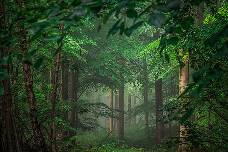 лесные обои, лес, деревья, германия, эйфель, HD обои HD wallpaper