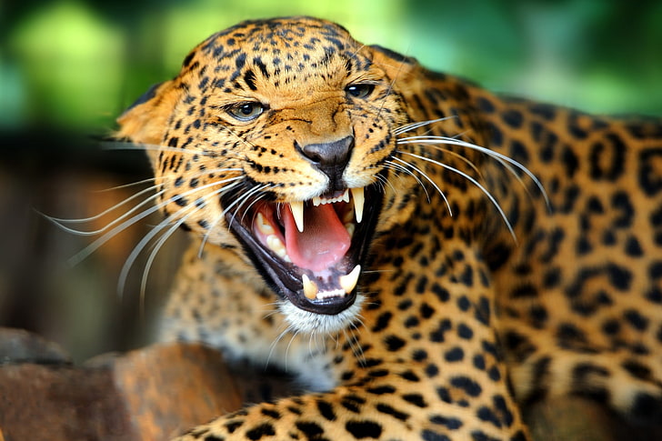 leopardo, giaguari, animali, bocca aperta, denti, Sfondo HD