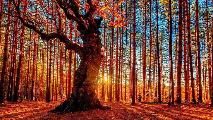 hutan, kayu, matahari terbenam, sinar matahari, sinar, sinar matahari, pohon, musim gugur, alam, daerah berhutan, gugur, daun, Wallpaper HD