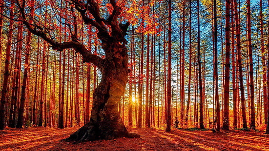 foresta, bosco, tramonto, raggio di sole, raggi, luce solare, albero, autunno, natura, bosco, latifoglie, foglie, Sfondo HD HD wallpaper