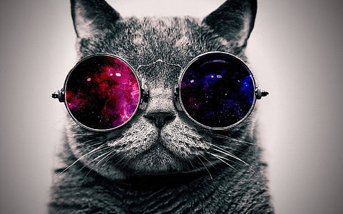 Śliczny kot z okularami przeciwsłonecznymi, bardzo fajny, uroczy, kot, okulary przeciwsłoneczne, bardzo, fajny, Tapety HD HD wallpaper