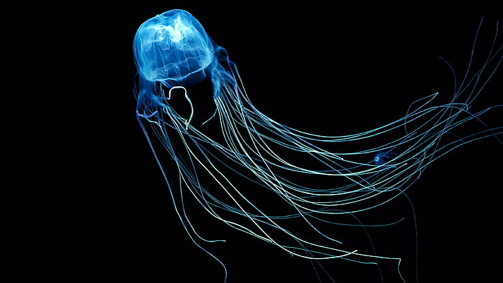 medusa, caja de medusas, bajo el agua, oscuridad, Fondo de pantalla HD