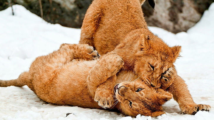 Lion cubs playing in the snow, 2 lion cub, animals, 1920x1080, lion, snow, winter, HD wallpaper