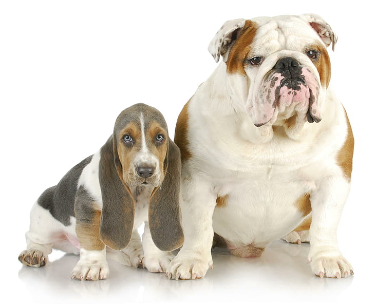 *** Bulldog dan basset Inggris ***, hewan, anjing, bulldog, basset, hewan, bahasa Inggris, Wallpaper HD