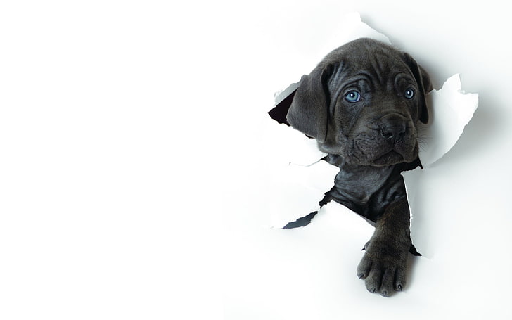 black neapolitan mastiff puppy, dog, puppy, paper, ragged, HD wallpaper