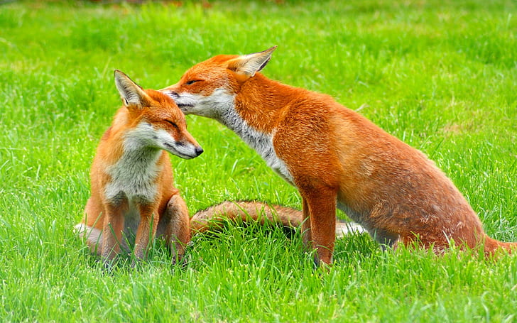Red Fox Family Grass Care Cub, rodzina, trawa, opieka, zwierzęta, Tapety HD