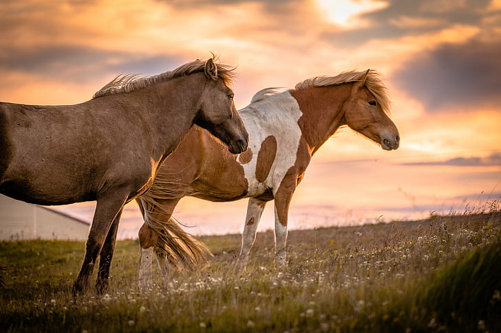 две коричневые лошади на траве поля под оранжевым небом, исландский, исландский, исландский, красавицы, коричневый, лошадь, трава, поле, оранжевое небо, небо Остров, Hofsós, Norðurland vestra, Исландия, красота, красивая, животное, путешествие, закат, солнечный, лошади, вечер, природа, луг, на открытом воздухе, пастбище, жеребец, сельская сцена, млекопитающее, ферма, кобыла, красота В природе, лето, HD обои