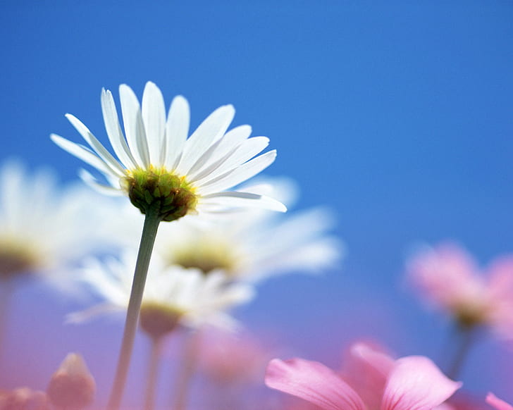 زهرة بيضاء ناصعة ، بيضاء ، زهرة ، مشرقة، خلفية HD