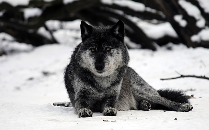 lupo grigio e nero che si siede sul campo di neve, lupo, neve, animali, Sfondo HD