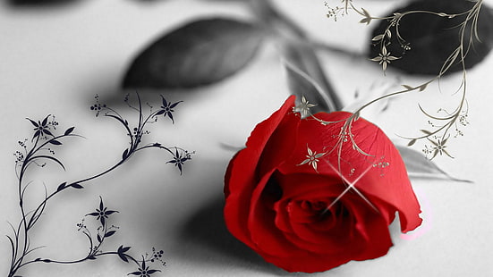 وردة حمراء ، وردة ، عيد الحب ، فن ، زهرة ، لحظات ، أبيض وأسود، خلفية HD HD wallpaper