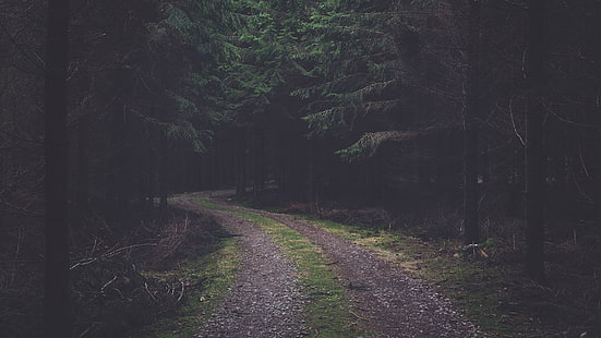 горска пътека, гора, черен път, борови дървета, избледнели, борови шишарки, път, природа, HD тапет HD wallpaper
