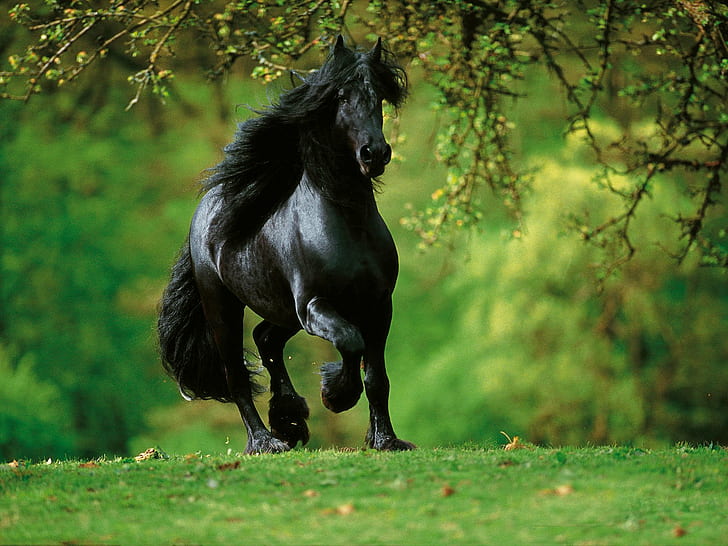 Hermoso, negro, caballo, Fondo de pantalla HD | Wallpaperbetter