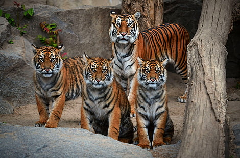 guarda, tigre, pietre, famiglia, ceppo, compagnia, tigri, tigre, i cuccioli, Sfondo HD HD wallpaper